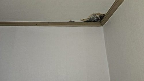 화성 누수탐지 오피스텔 누수 피해 도배 복구
